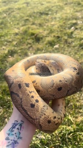 Our snakes our blue! #reptile #snake #reptiles #ballpython #blue #breeder #snakevideo #pets #snakes