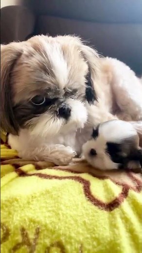 Amazing Newborn Puppies – First Moments of Life #newbornpuppies #puppybirth