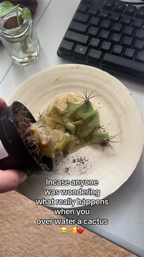 Overwatering a Cactus: A Plant Mom's Mistake