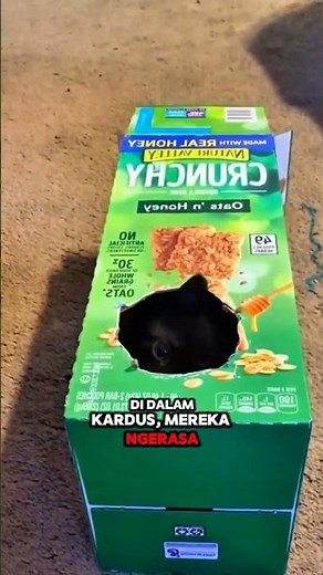 Kenapa Kucing Cinta Mati Sama Kardus? #cat #shorts #kucing