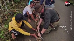 Giant python: This snake breaks records