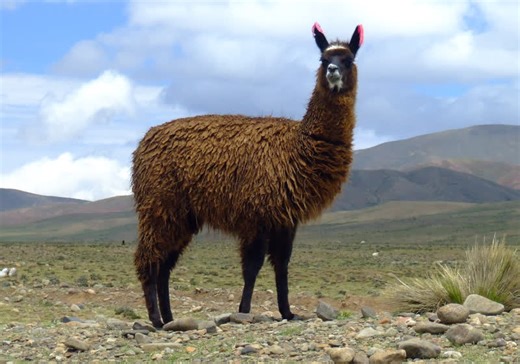 Developer ports compact Llama 2 LLM to DOS in weekend hackathon