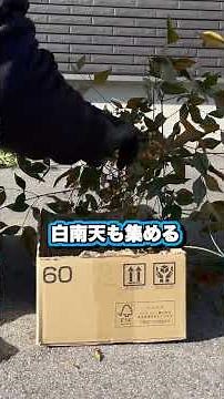 南天の種を春まで保管する方法⭐️※ネットから拾ってきた情報なので上手くいくかは不明！#竹林整備 #山林開拓 #南天 #初挑戦