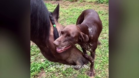 Dog greets her horse best friend every day - and their smiles say everything