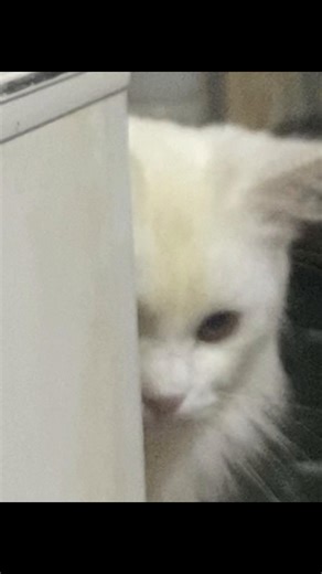 أدلع ياميشو أدلع 😂#أدلع#ياجميل #ميشو #قطط_كيوت @بنت اسكندريه ♥️😉 @c&kdrama_lovers @Shahenaz Hamada