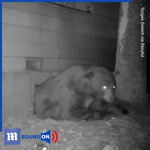 This bear is performing a Houdini-esque act before returning into the wild! 😱🐻 via storyful | Daily Mail Video