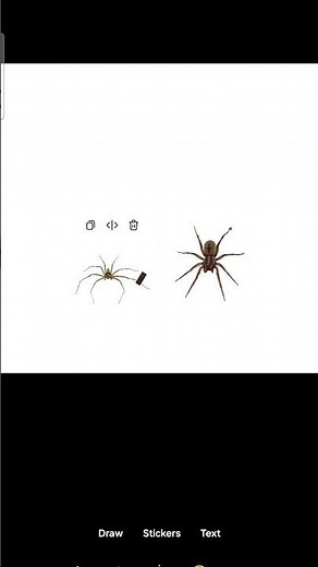 Huntsman spider VS Carolina wolf spider #spider #trynottolaughimpossible