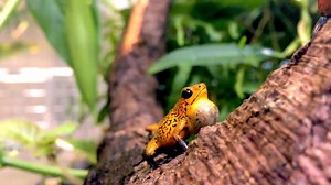 Ever been serenaded by a strawberry poison dart frog? (You're welcome!) Visit us for more of 🌎's most beautiful sights & sounds. | California Academy of Sciences