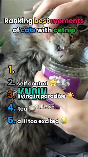 Ranking best moments of cats with catnip!🐱🌱 #animals #funny #cute #viral #viralshorts