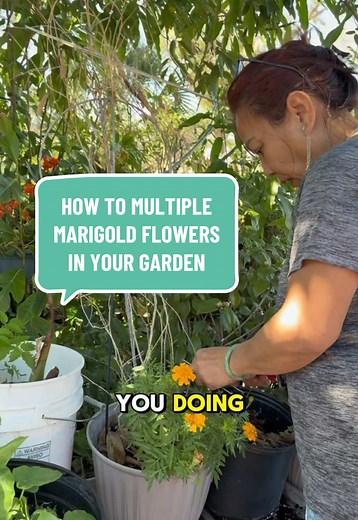 If you’ve been thinking of growing Marigolds flowers in your garden, watch how easy mom makes it look! #flowers #marigolds #propagation #garden #seeds