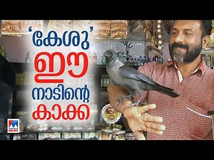 മരം മുറിച്ചപ്പോൾ വീണുകിട്ടിയ കാക്കക്കുഞ്ഞ് നാടിന്റെ കേശുവായ കഥ​|Crow|Kollam