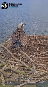 17K views · 336 reactions | It's Day Two of Osprey Week and we're...