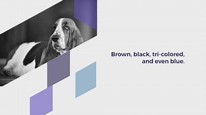 10 White and Tan Dogs (With Pictures!)