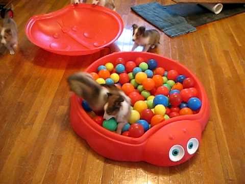 The SRCI Sheltie Puppies Play one Last Time