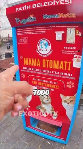 The heartwarming reason why cats are king in Türkiye! 🇹🇷🐱
