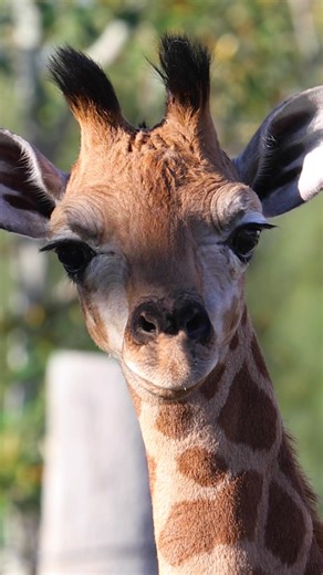 Giraffe Calf Born at Sydney Zoo - Exciting News!