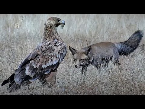 15.09.2025 Orzeł iberyjski (Aquila Adalberti) vs. Lisy (Vulpes vulpes) - Hiszpania.