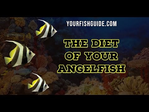 The Top Two Items You Can Feed Your Angelfish | YourFishGuide.com