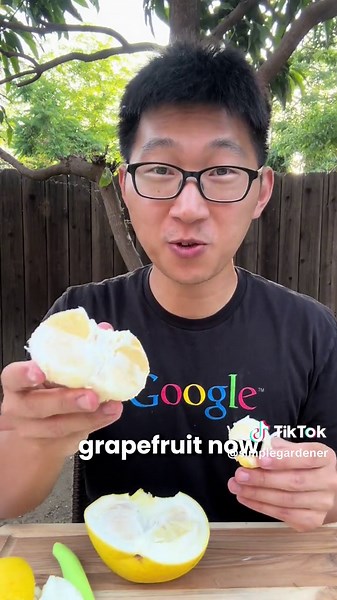 Harvesting my LAST grapefruit for the season! #tinygrapefruit | fruit