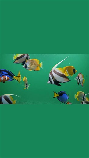 Colorful Fish Animation Green Screen 4K | Underwater Aquarium Overlay