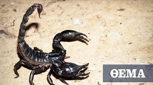 Το δηλητήριο του σκορπιού αξιοποιείται για θεραπεία της αρθρίτιδας και του καρκίνου του εγκεφάλου