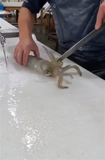 EASY Grilled Cuttlefish Recipe! 🦑 Best Seafood Grill Tips #shorts