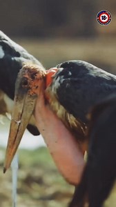 17K views · 126 reactions | I wanna show you something 來 | 18+ | Facebook