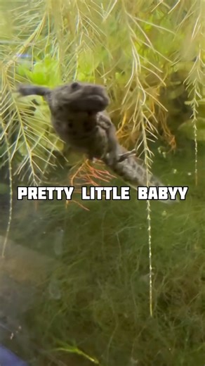 Iberian Ribbed Newt: The Animal That Uses Its Own Bones as Weapons🦎🔥 #facts #shorts