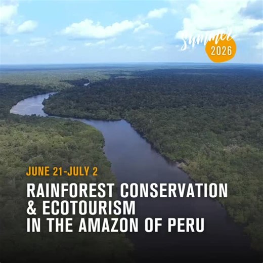 ✨ Explore our programs 📍Peru: Amazon: This program will take you deep into the Amazon rainforest, where you will experience how ecotourism can create economic value around natural resources while protecting the environment. Your days will be spent staying at remote ecolodges along the Amazon and Napo Rivers, trekking through primary rainforest reserves, and exploring the famous Canopy Walkway. Through each of these activities, you will discover how sustainable tourism models can benefit local c