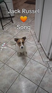 Jack Russell Love Song 😉 #jackrusselllove #jackrussellfan #jackrussellmoments | Johan Ramkat Boer