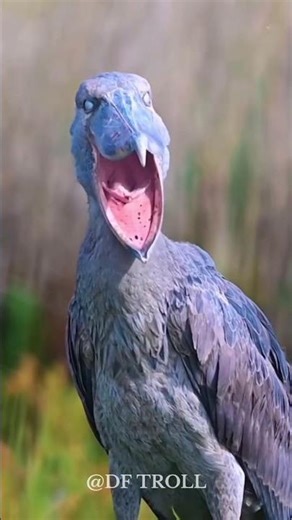 Amazing Animal Transformation!