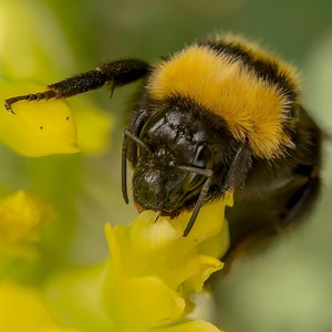 Sightings of the American bumblebee have dropped by 89% and these bees have disappeared completely from eight states. The decline of this once-common native bee is alarming and heartbreaking — and a harbinger of massive biodiversity loss across the country. This fuzzy teddy bear of a bee’s range once stretched from coast to coast. But the past 20 years have been a disaster for the species. You can help: Tell the U.S. Fish and Wildlife Service that now is the time to protect American bumblebees —