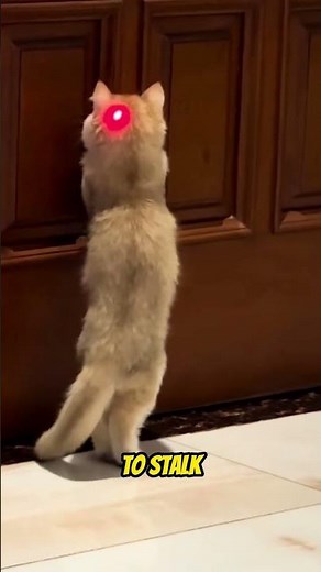 The Real Reason Cats Chase The Red Dot!