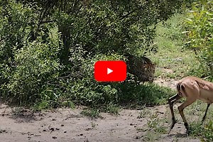 Impala Amazingly Escapes Crocodile, Gets Nabbed By a Leopard Seconds Later