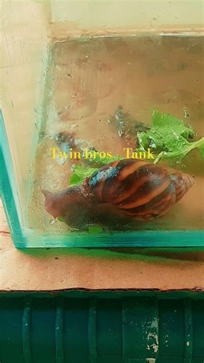 Fast Eating Snails. #tank #snail