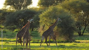 Herd of giraffes moving towards woods in african park. Scientific expedition meeting pack of mammal animals and filming in 6k. Natural scene of giraffe during day on safari. Concept of travel