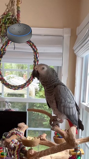 Meet my clever parrot helping catch the Echo Dot! 🦜✨ Always up to some fun! #ParrotPal #HomeVibes #BirdLove | Jacob Ferguson