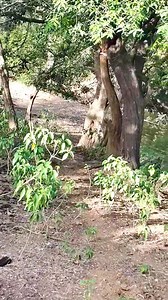 Tiger calling mating partner . . . . . #reels #wildlife #tiger #joju_wildjunket | Joju Wildjunket