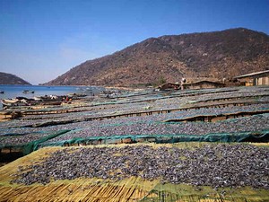 Smarter Use of Small Pelagic Species Urged in FAO Study | Fish Focus