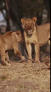 Celebrating Nature Photography Day 📷 We offer photographic safaris to suit all budgets and nature photographic abilities. We have set departures hosted by our resident wildlife photographers as well as sample itineraries that can be customized to suit your specific wildlife photography goals. Visit our website to explore more - www.pangolinphoto.com Pangolin Photo Safaris, Africa’s premier photo safari operator. #naturephotographyday #naturephotography #nature #naturelovers #pangolinphotosafari