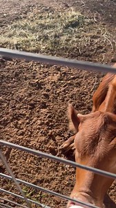 27K views · 5.8K reactions | Ruby can’t go to the prom | From Suits to Boots | Facebook