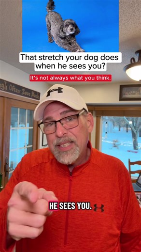 Understanding Dog Stretching: What It Means