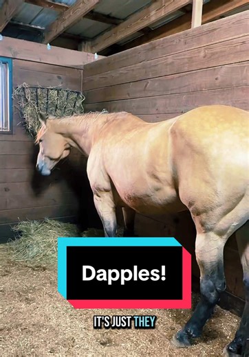 Understanding Dapples in Buckskin Horses