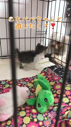「家に来て3日目のべべちゃん」#3 ／#猫 #保護猫 #ねこのいる生活