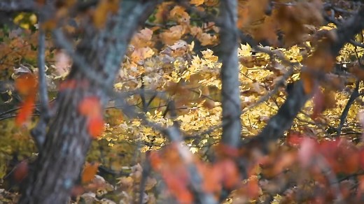 An exploration of the beautiful Shawnee State Park with ODNR naturalist, Jenny Richards. | Ohio Channel
