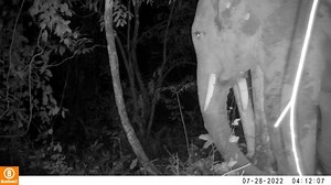 Happy world elephant day! 🐘 Spotted in our camera trap in Otamba-Kilimi National Park, the African forest elephant as she prepares to take a nap! 💤 These gentle giants are often referred to as the ´mega-gardeners’ of the forest since they forage primarily on leaves, seeds, fruit and tree bark, and spread seeds all around the forest with their fertile dung! 🌱💩#elephants #conservation #worldelephantday | Tacugama
