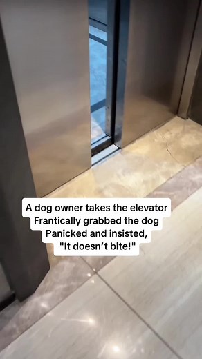 Large Dog Surprises Stranger in Elevator Encounter