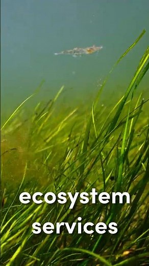 What are ecosystem services?