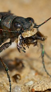 Tiger Beetle eating Wincent y6PsS #nature #wildlife #insect | HAWI Studios
