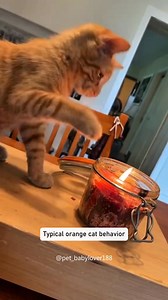 Typical orange cat behavior 🐈#cats #orangecatsoftiktok #orangecat #cutecat #catlover #catsbabylover #foryoupage #funny #fypシ #funnycat #funnyvideos | Pets Things